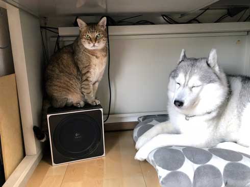 ハマジ ベッド 寝方 大吉 猫 ハスキー 犬 シルビア