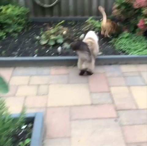 猫