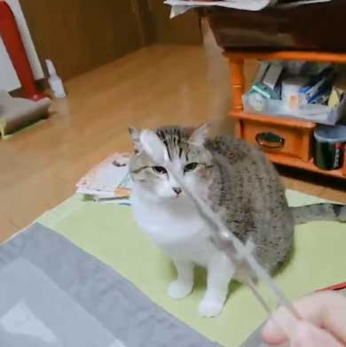 猫 歯ブラシ なでなで 落ち着く 落ち着かない 攻撃