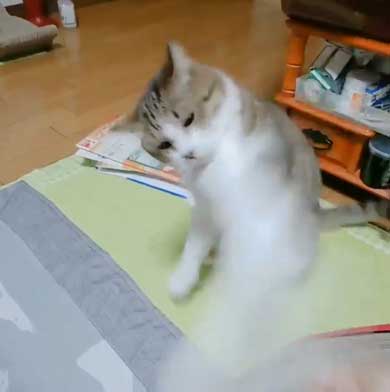 猫 歯ブラシ なでなで 落ち着く 落ち着かない 攻撃