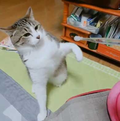 猫 歯ブラシ なでなで 落ち着く 落ち着かない 攻撃