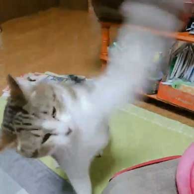 猫 歯ブラシ なでなで 落ち着く 落ち着かない 攻撃