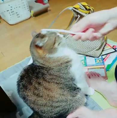 猫 歯ブラシ なでなで 落ち着く 落ち着かない 攻撃