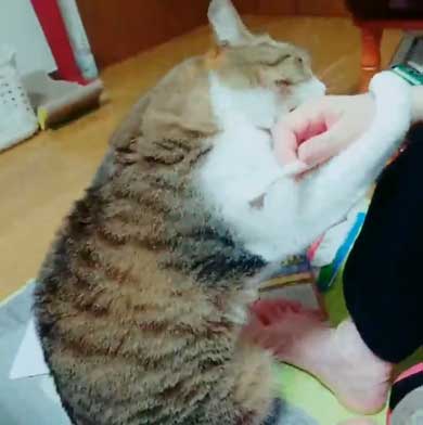 猫 歯ブラシ なでなで 落ち着く 落ち着かない 攻撃