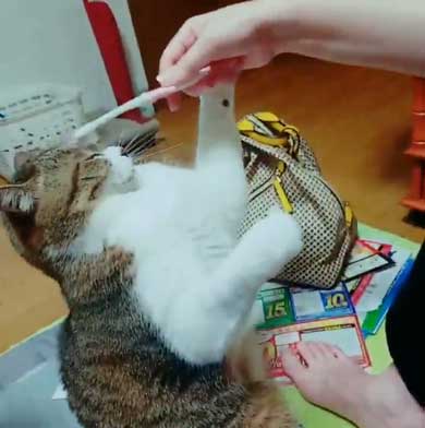 猫 歯ブラシ なでなで 落ち着く 落ち着かない 攻撃