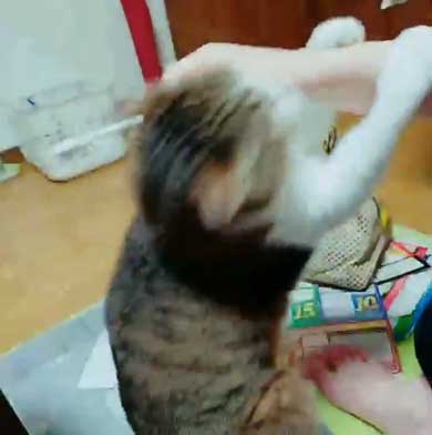 猫 歯ブラシ なでなで 落ち着く 落ち着かない 攻撃