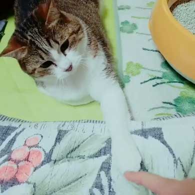 猫 歯ブラシ なでなで 落ち着く 落ち着かない 攻撃