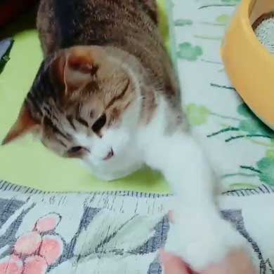 猫 歯ブラシ なでなで 落ち着く 落ち着かない 攻撃