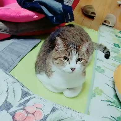 猫 歯ブラシ なでなで 落ち着く 落ち着かない 攻撃