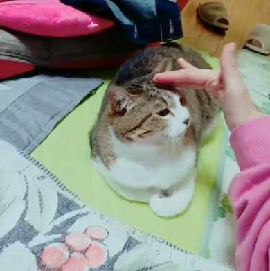 猫 歯ブラシ なでなで 落ち着く 落ち着かない 攻撃