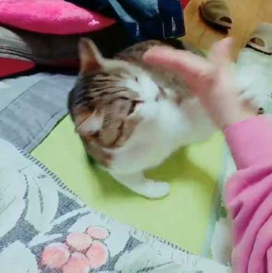 猫 歯ブラシ なでなで 落ち着く 落ち着かない 攻撃