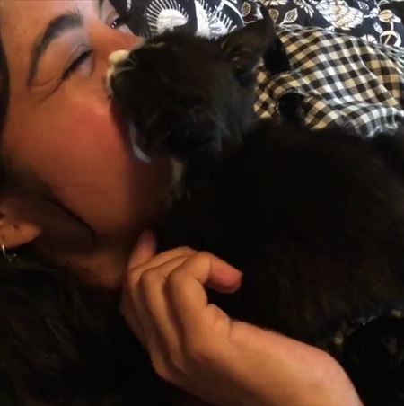 猫