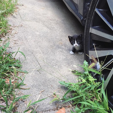猫