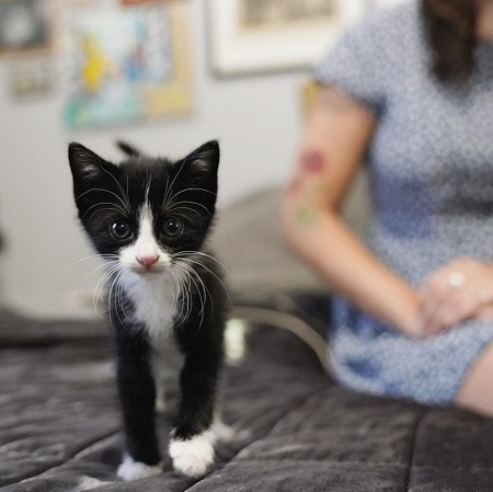 猫