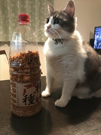 憤慨する猫ちゃん