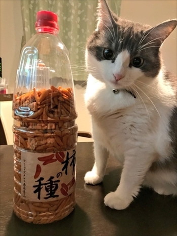 憤慨する猫ちゃん