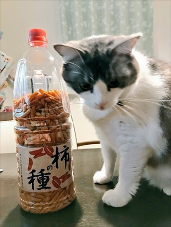 憤慨する猫ちゃん