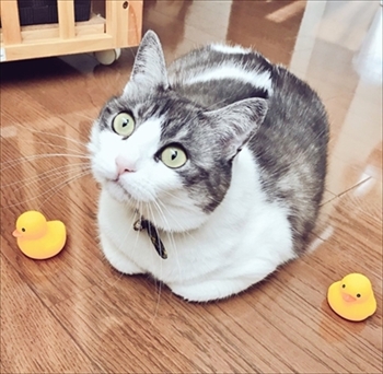 憤慨する猫ちゃん