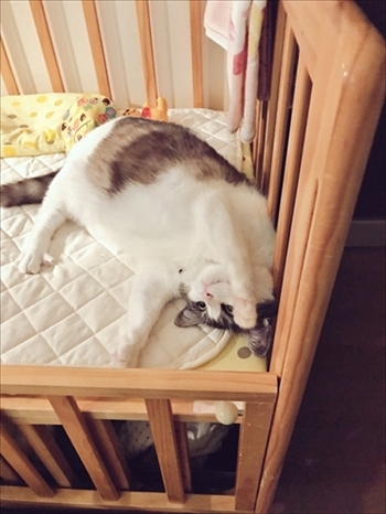 憤慨する猫ちゃん