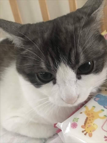憤慨する猫ちゃん