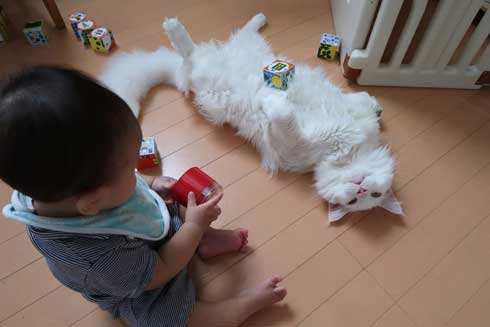 心が広い 猫 赤ちゃん 遊び相手 メインクーン