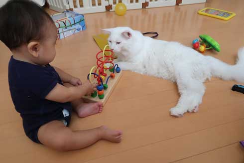 心が広い 猫 赤ちゃん 遊び相手 メインクーン