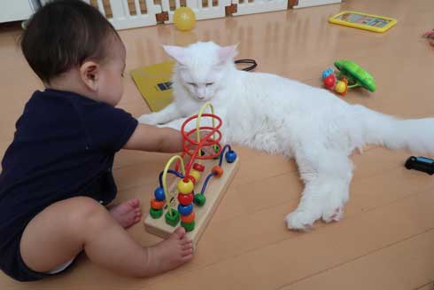 心が広い 猫 赤ちゃん 遊び相手 メインクーン