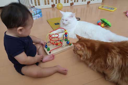 心が広い 猫 赤ちゃん 遊び相手 メインクーン