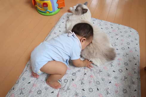 心が広い 猫 赤ちゃん 遊び相手 メインクーン