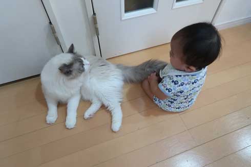 心が広い 猫 赤ちゃん 遊び相手 メインクーン