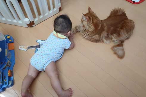 心が広い 猫 赤ちゃん 遊び相手 メインクーン