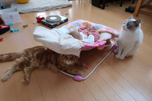 心が広い 猫 赤ちゃん 遊び相手 メインクーン