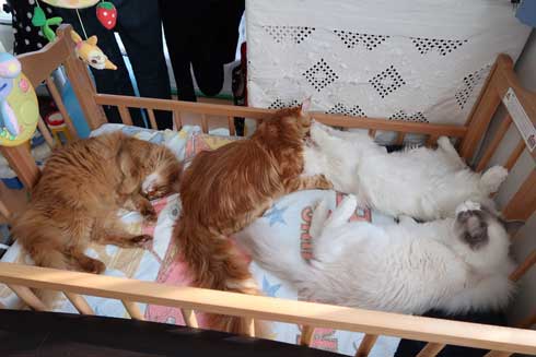 心が広い 猫 赤ちゃん 遊び相手 メインクーン