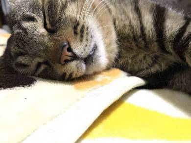 眠すぎる猫