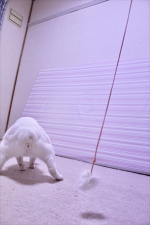 着地がかっこいい猫さん