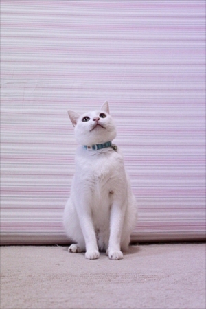 着地がかっこいい猫さん