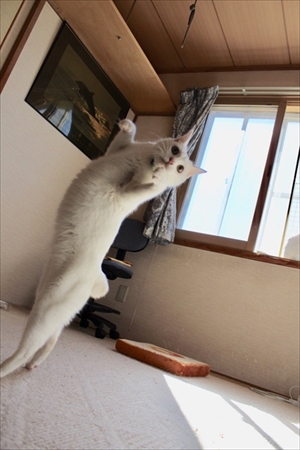 着地がかっこいい猫さん