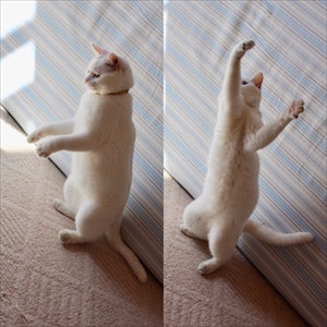 着地がかっこいい猫さん