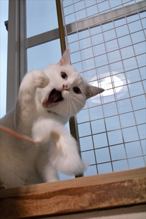 着地がかっこいい猫さん