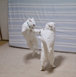 着地がかっこいい猫さん