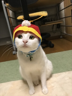 着地がかっこいい猫さん