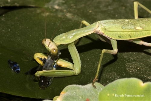 魚を食べるカマキリ