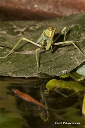 魚を食べるカマキリ