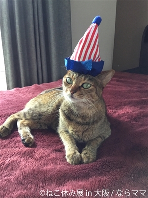 ねこ休み展大阪