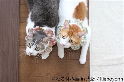 ねこ休み展大阪