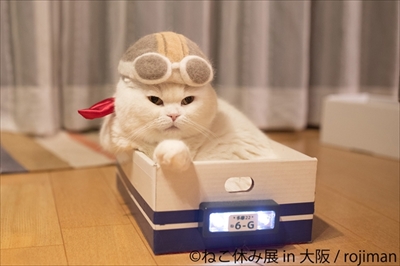 ねこ休み展大阪