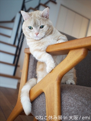 ねこ休み展大阪