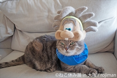 ねこ休み展大阪