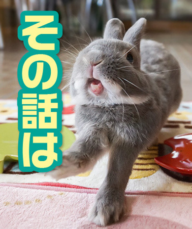 うさぎのふうた