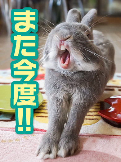 うさぎのふうた